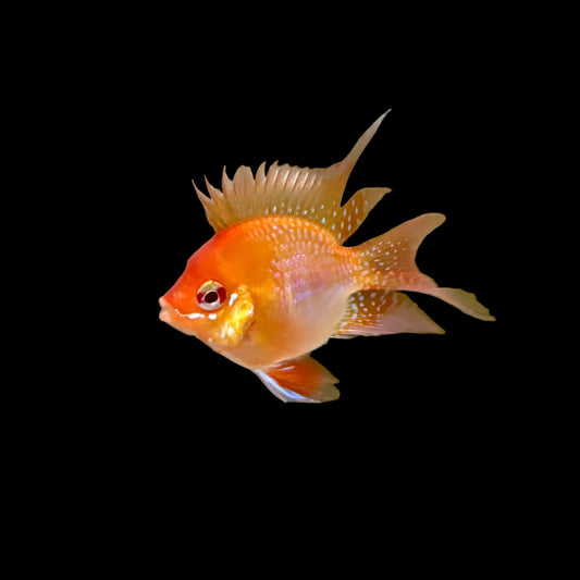 Cichlid - Ram Longfin Fire Gold Balloon Med