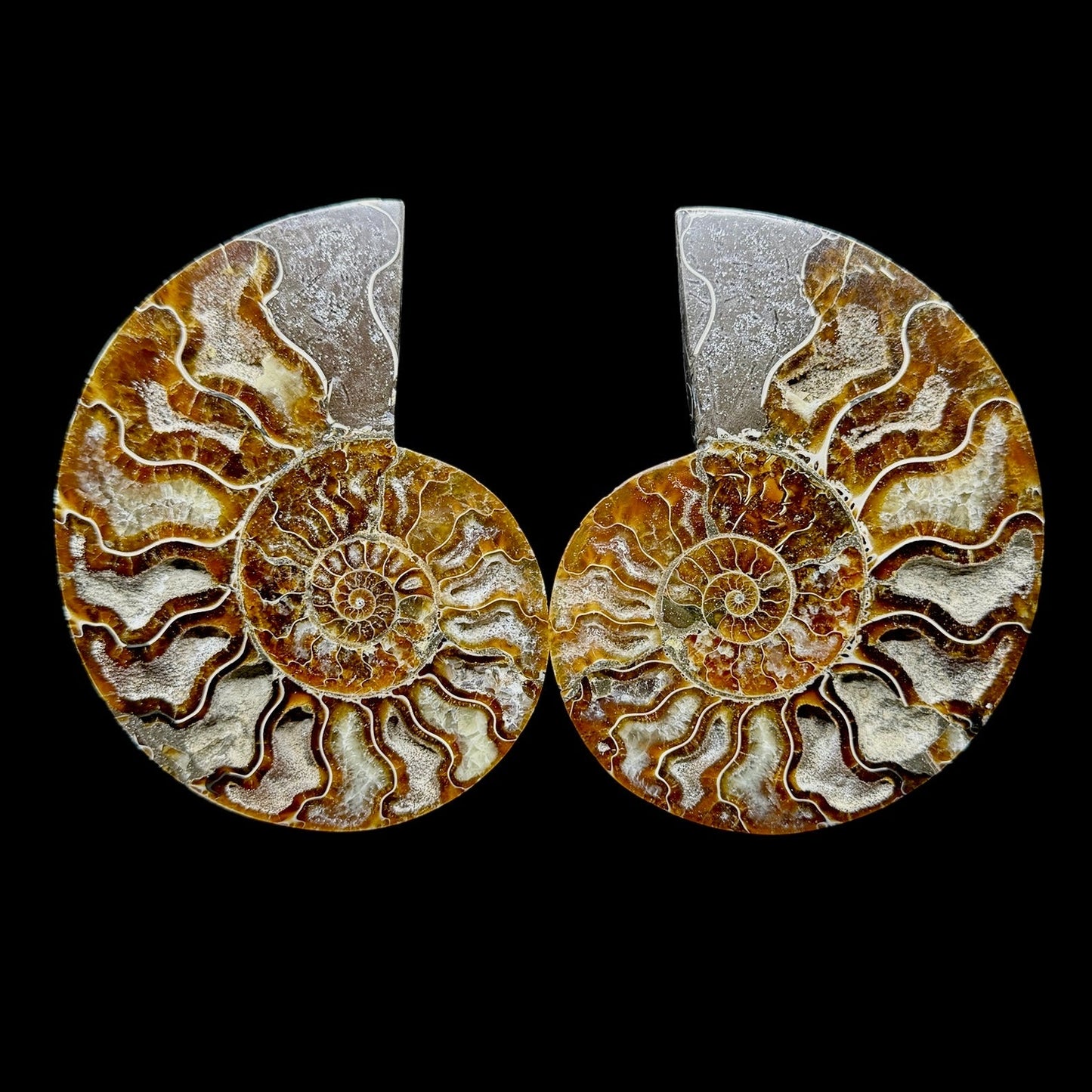 Ammonite Set