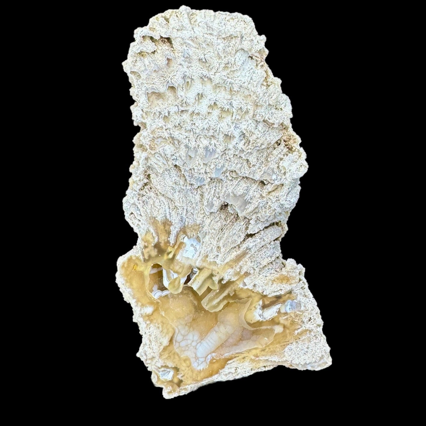 Petrified Coral