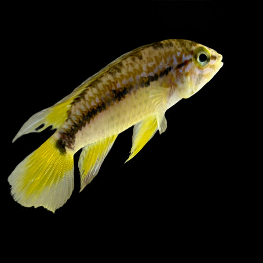 Cichlid - Apistogramma "Papagayo"