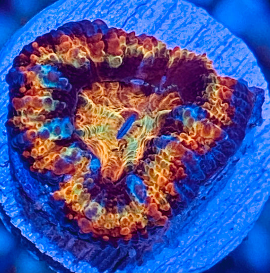 Frag - Acan Lord Rainbow “Treasure Seeker”