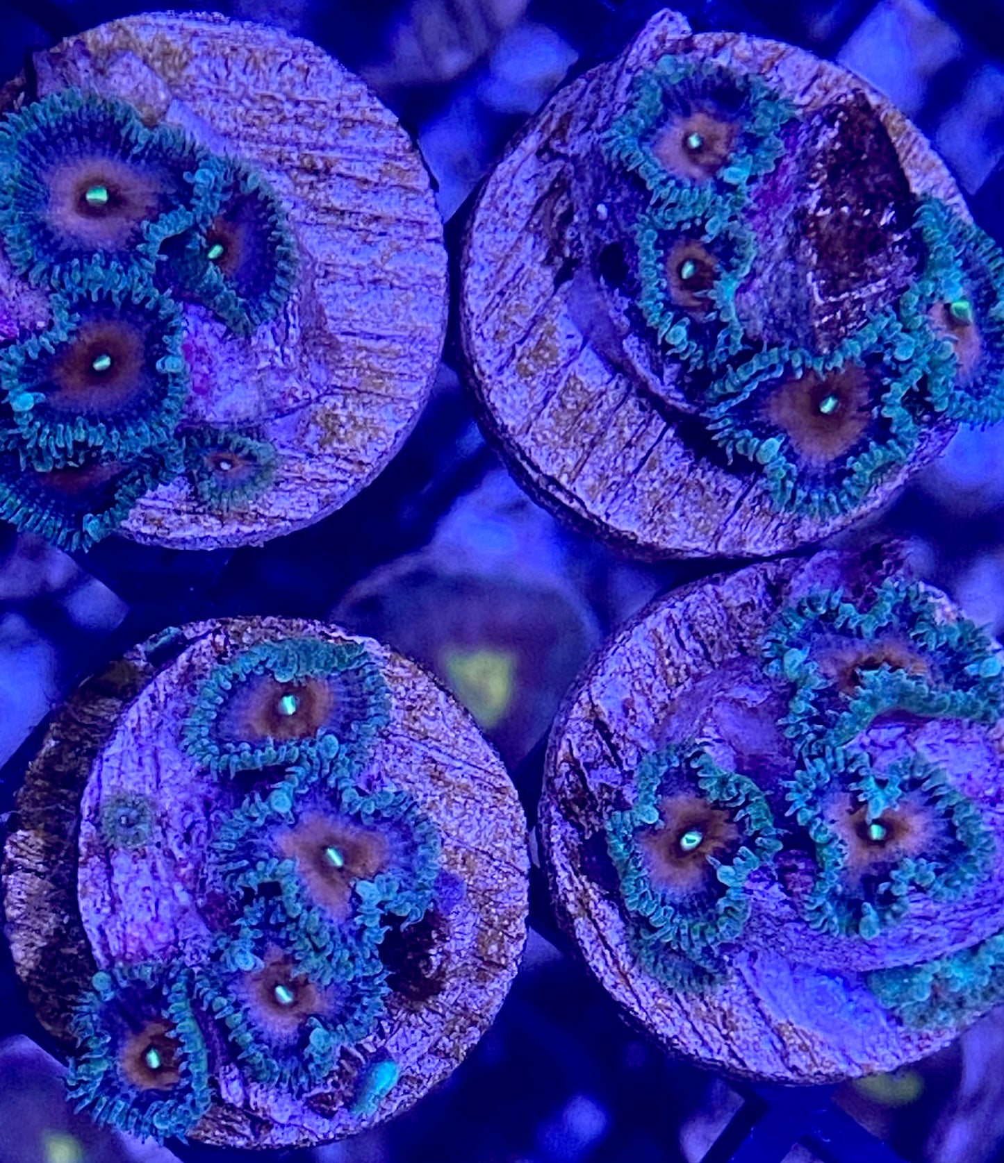 Frag - Captain America Zoanthid