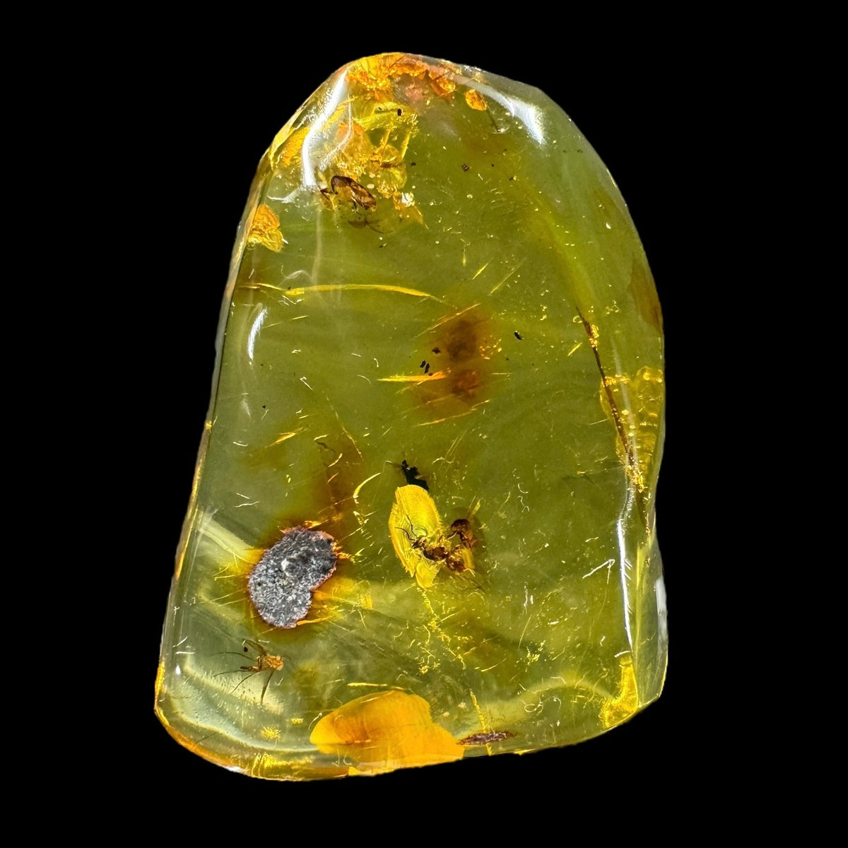 Amber w/ Insect Inclusions – Carolina Aquatics