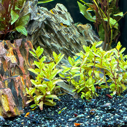 Golden Nesaea