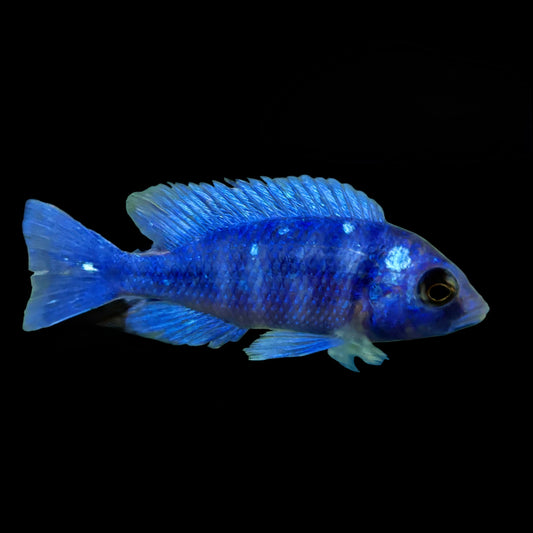 African - Star Sapphire Phenochilus 4in