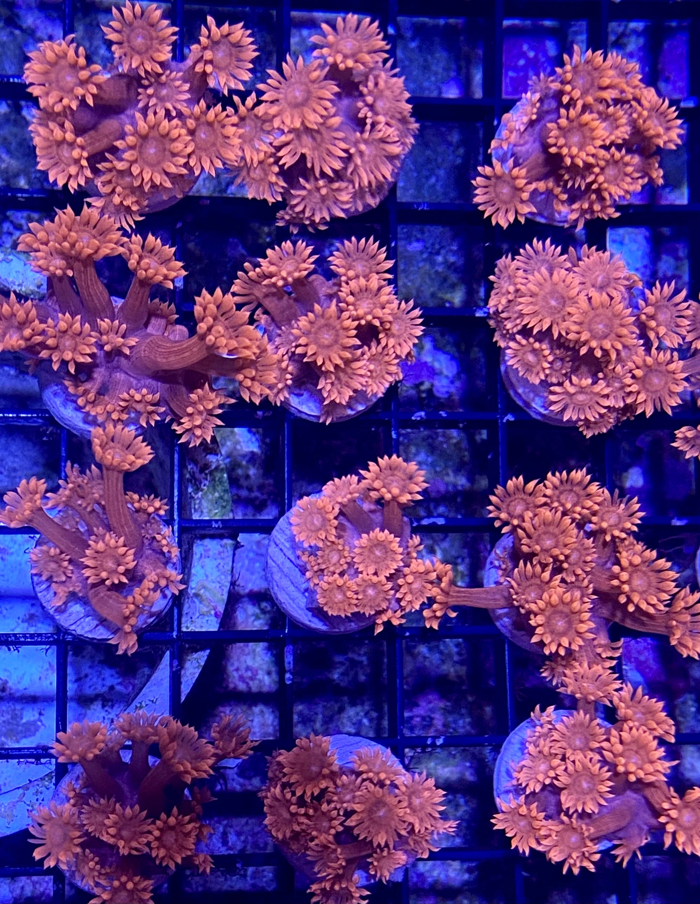 Frag - Super Red Goniopora