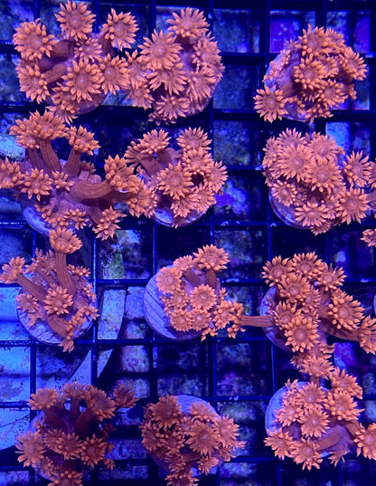 Frag - Super Red Goniopora