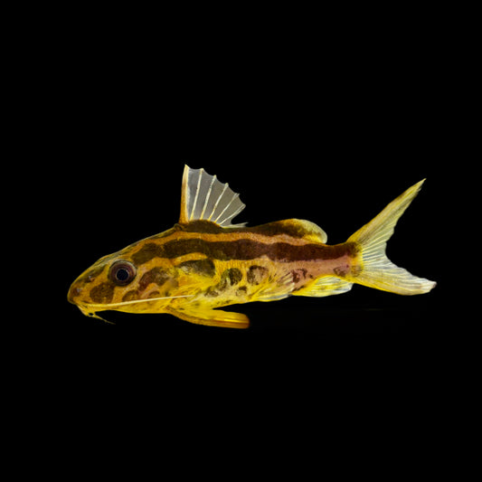 Catfish - Syno. Orange Striped Med