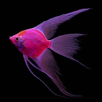 GloFish® - Angel Starfire Red