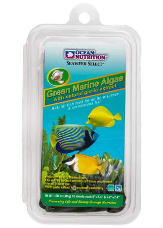 Green Marine Algae "Seaweed" Lg