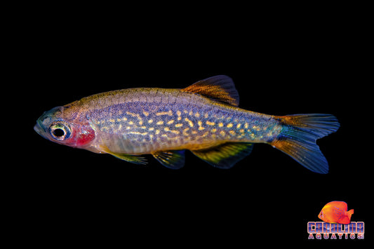 Rasbora - Galaxy