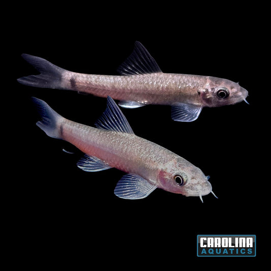 Misc - Garra Gotyla (Beard Algae Eater)