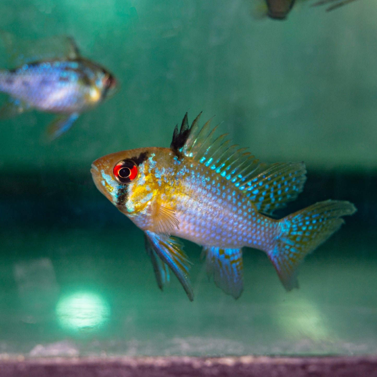 Cichlid - Ram German Blue