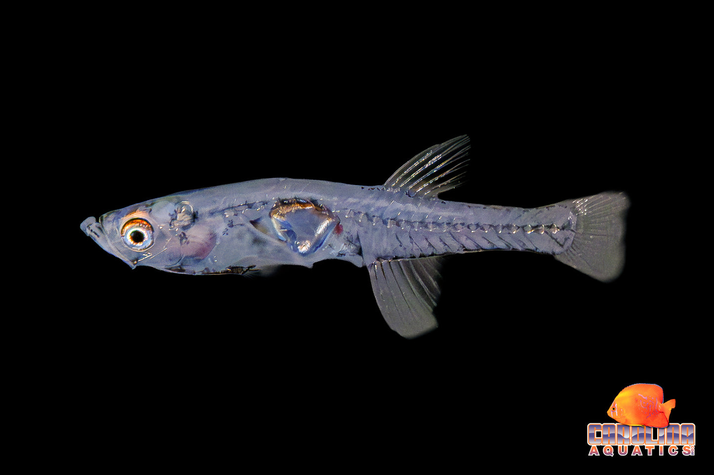 Misc - Goby Indian Glass