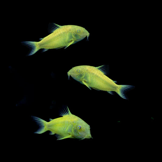 GloFish® - Cory Celestial Yellow