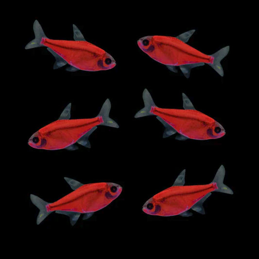 GloFish® - Pristella Starfire Red