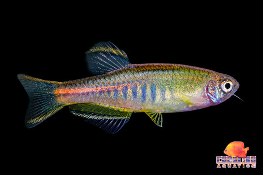 Danio - Burmese Glowlight
