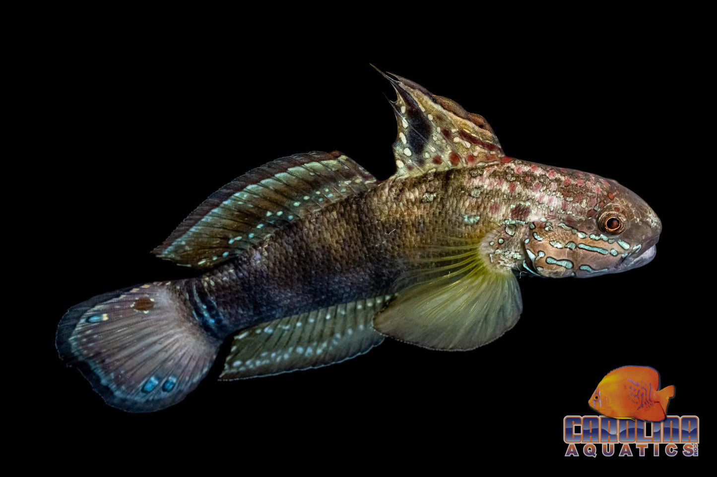 Goby - Sleeper Dragon