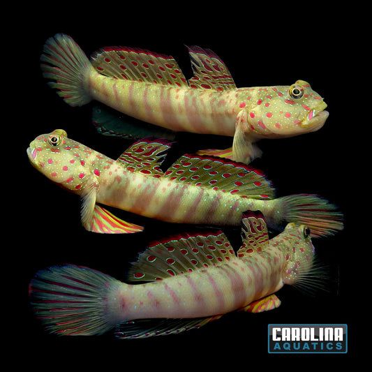 Goby - Watchman Pink/Blue