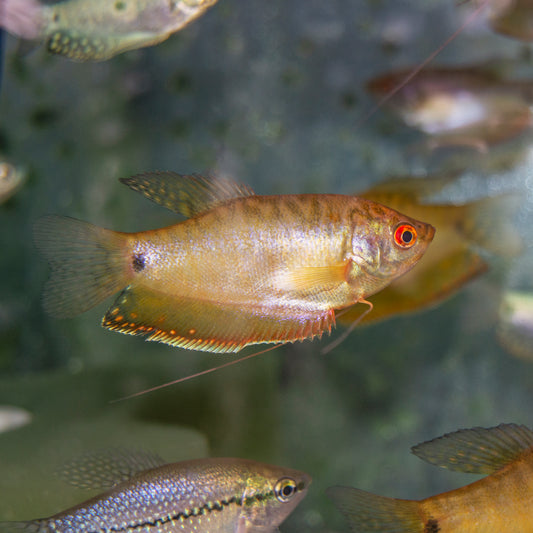 Gourami - Gold