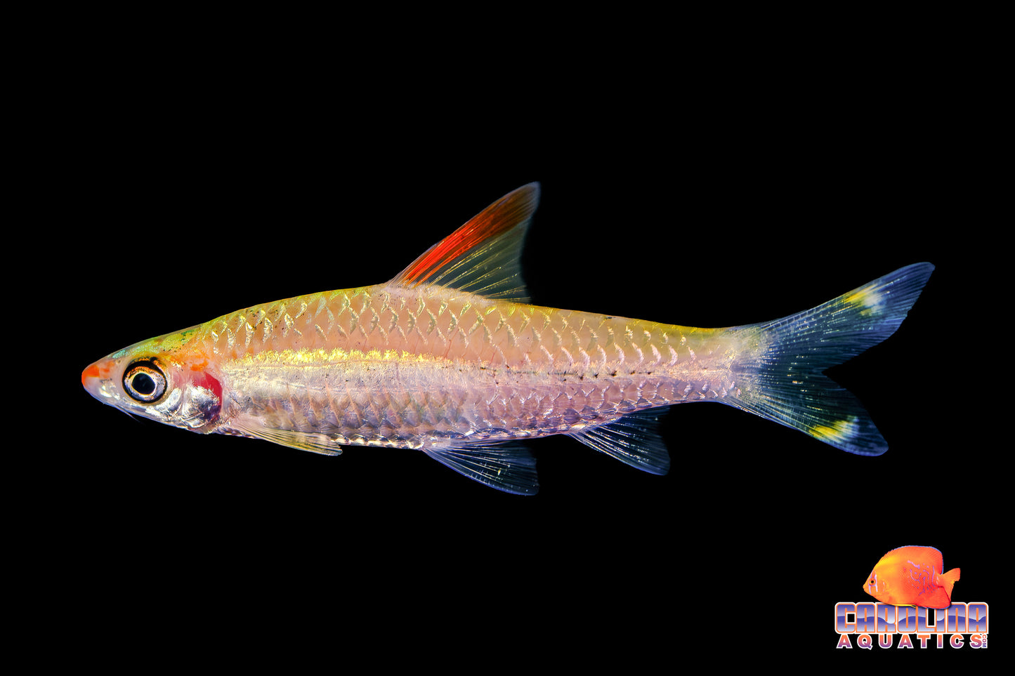 Shark - Roseline Gold 2.5in