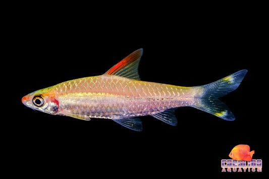 Shark - Roseline Gold 2.5in