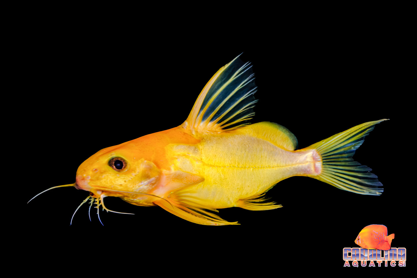 Catfish - Syno. Nigrita Gold Lg 4in.