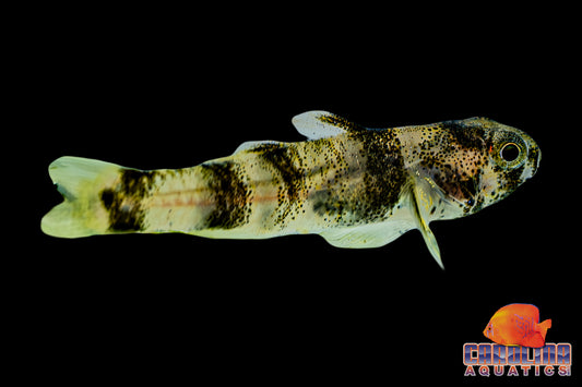 Misc - Goby Bumble Bee Gold Banded