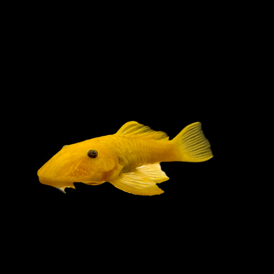 Pleco -Gold Chubby L-056 5in