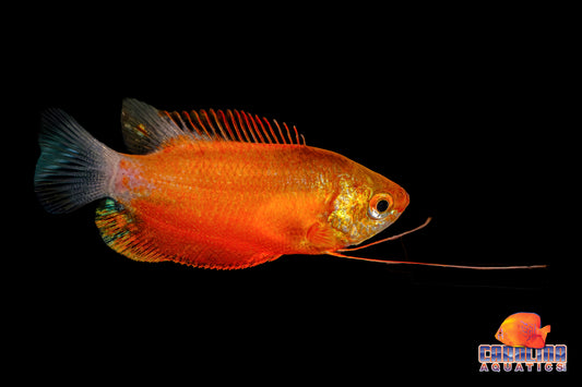 Gourami - Honey Red Med