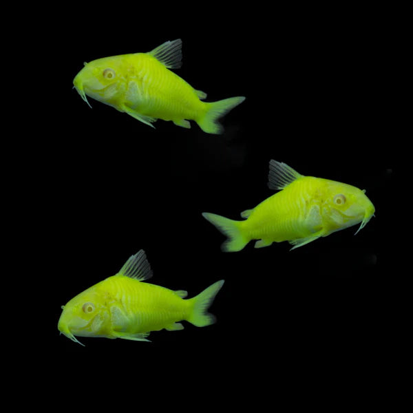 GloFish® - Cory Electric Green