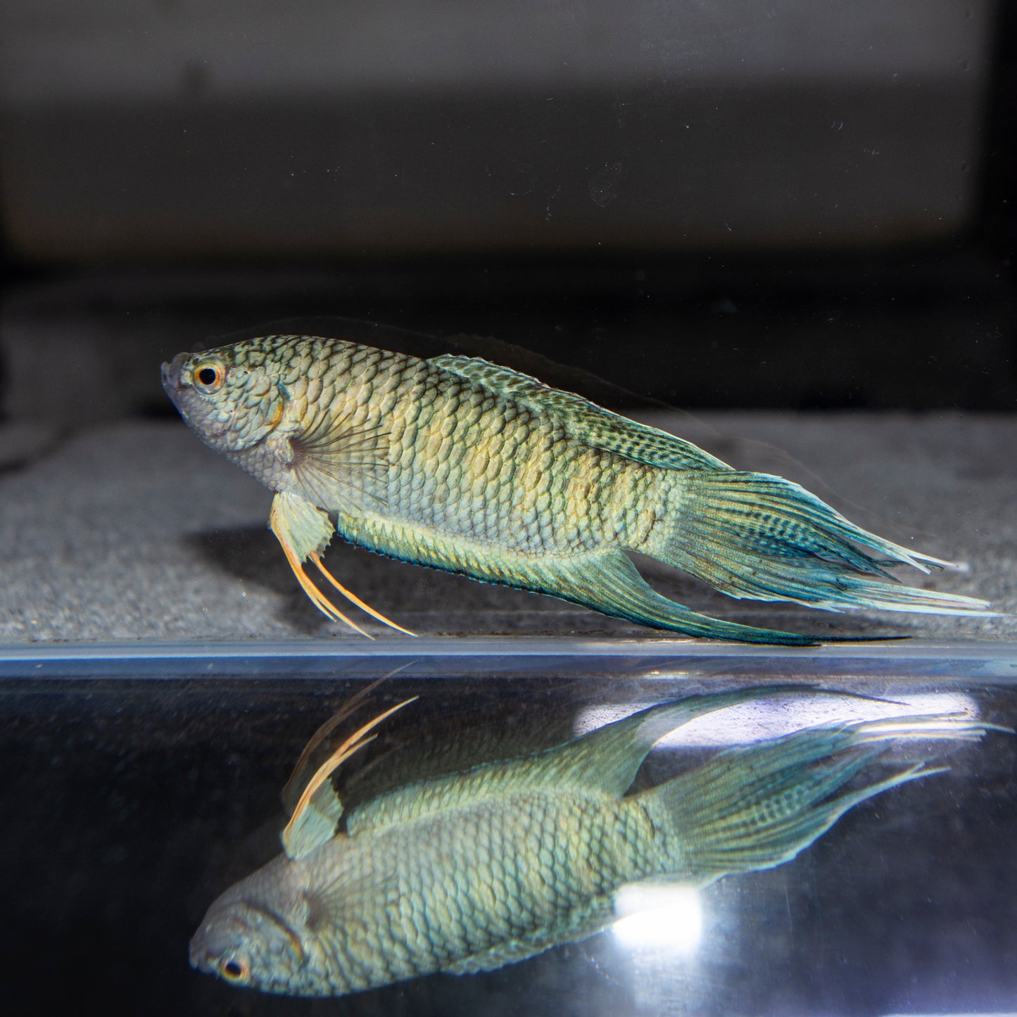 Gourami - Paradise Green Dragon Crowntail Lg