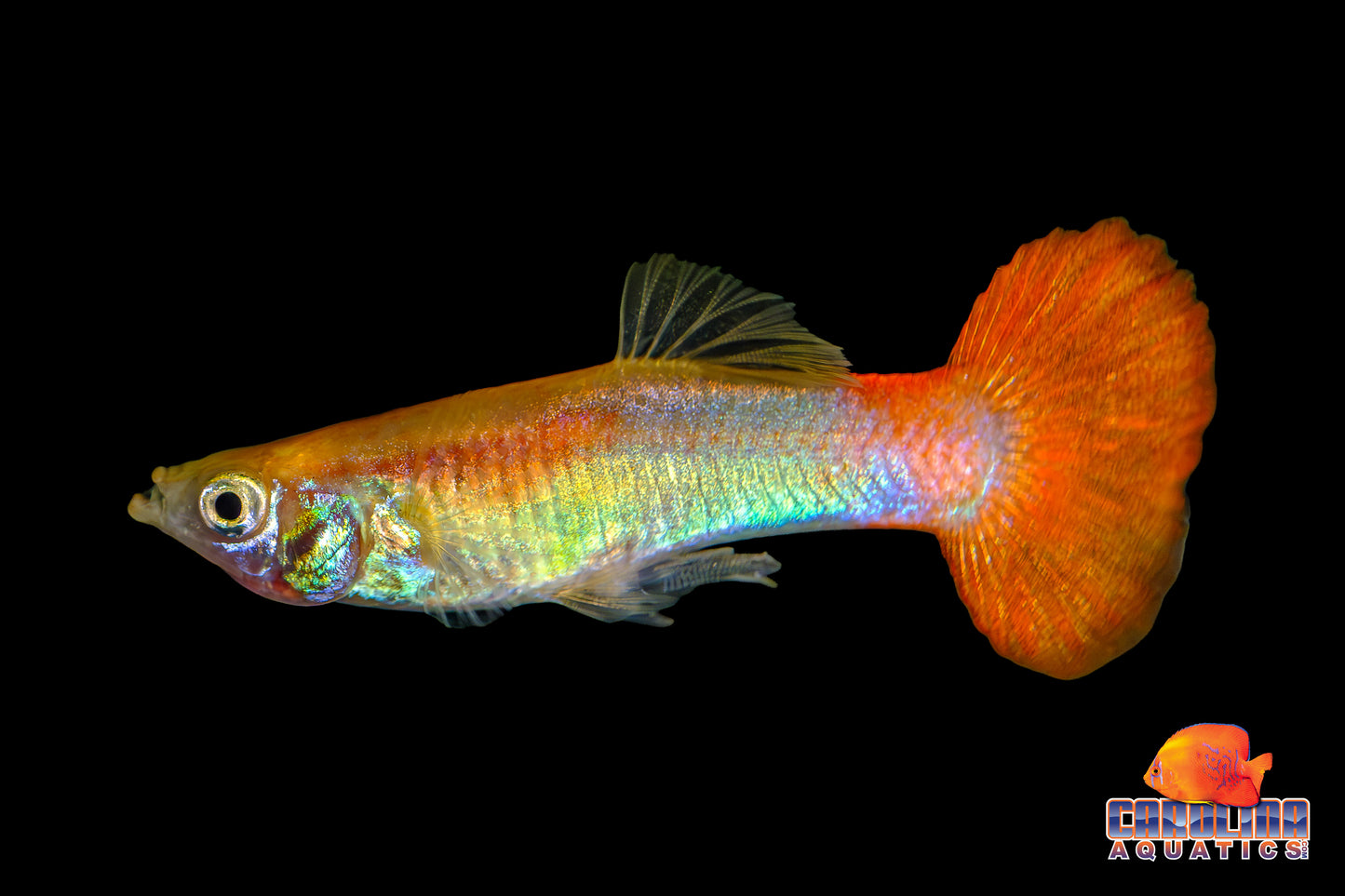 Guppy - Bronze Red (Singapore)