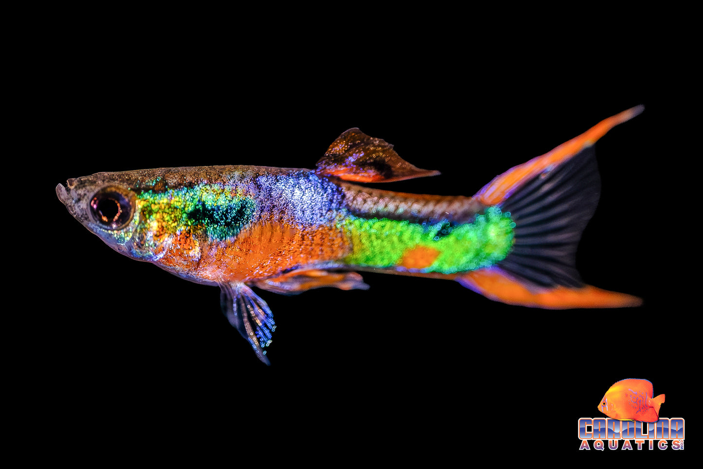 Guppy - Endler K33