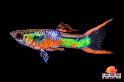 Guppy - Endler K33