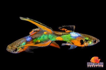 Guppy - Endler K33
