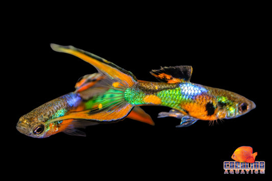 Guppy - Endler K33