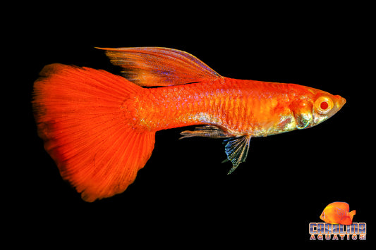 Guppy - Full Red Male (Singapore)
