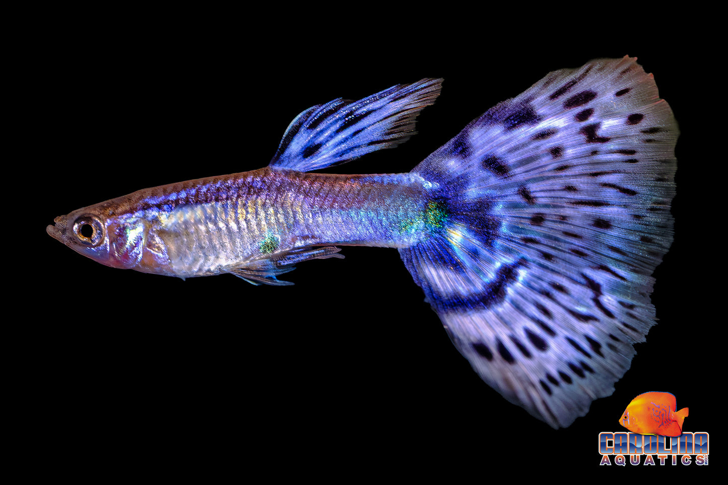 Guppy - Ice Blue Lace (Singapore)