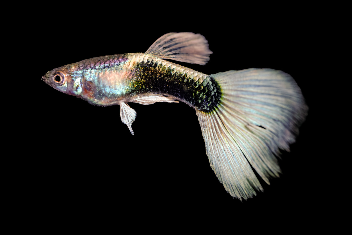 Guppy - White Tux