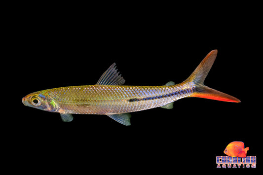 Tetra - Redtail Hemiodus M/L