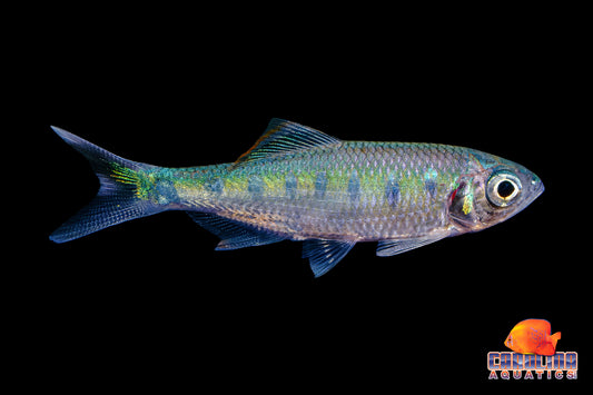 Misc - Hill Trout Blue Spot Med