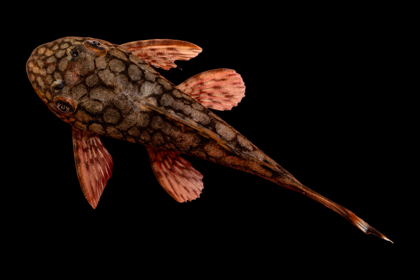 Pleco - Bushynose Honeycomb/Wabenmuster 2in