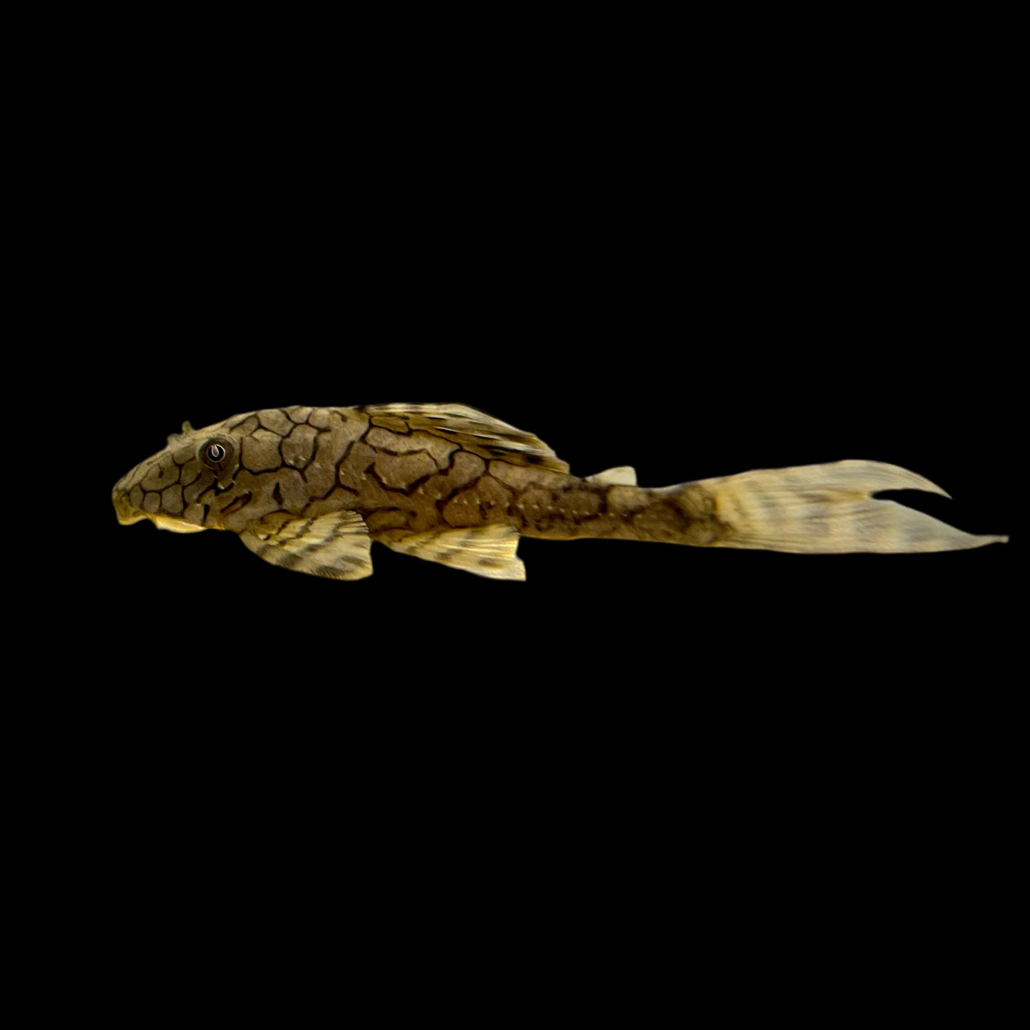 Pleco - Honeycomb Hypostomus L-037 2.5-3in