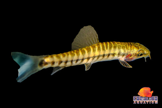 Loach - Hovering Zebra Med