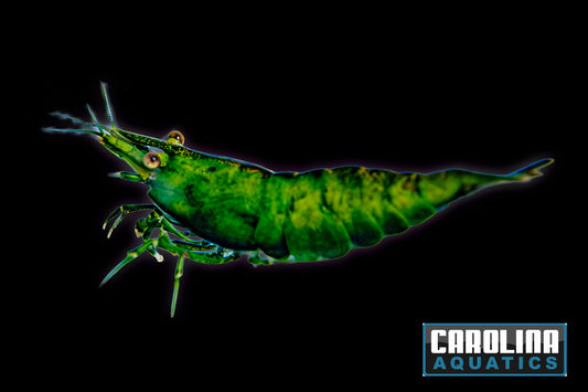 Invert - Shrimp Hulk Orange