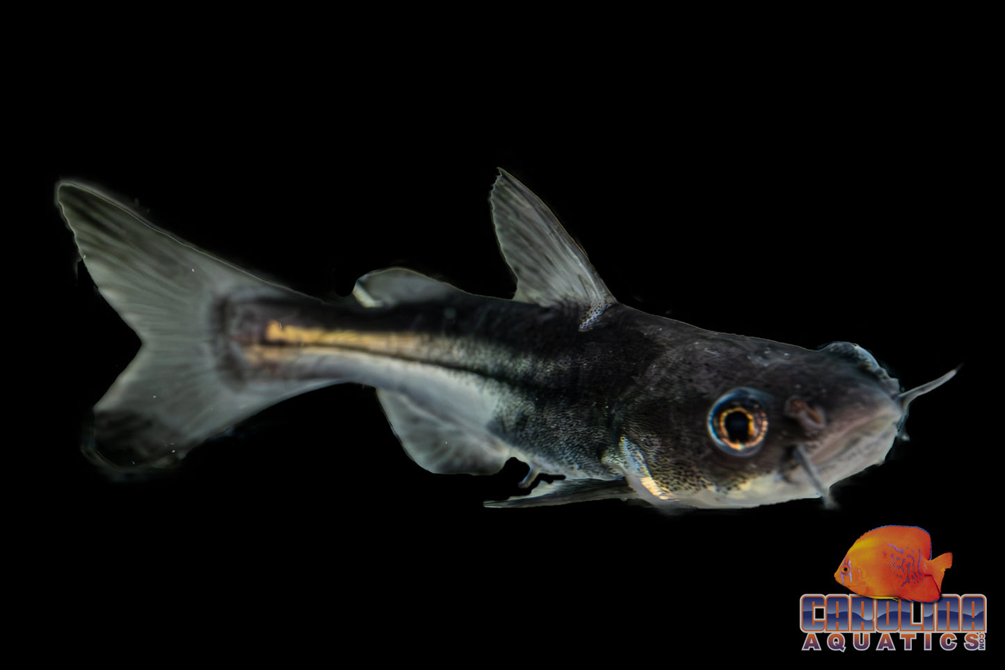 Catfish - Hybrid Redtail x Iridescent Shark 2.5-3in