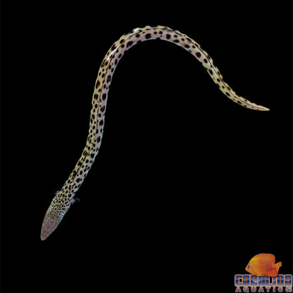 Eel - Spotted Snake