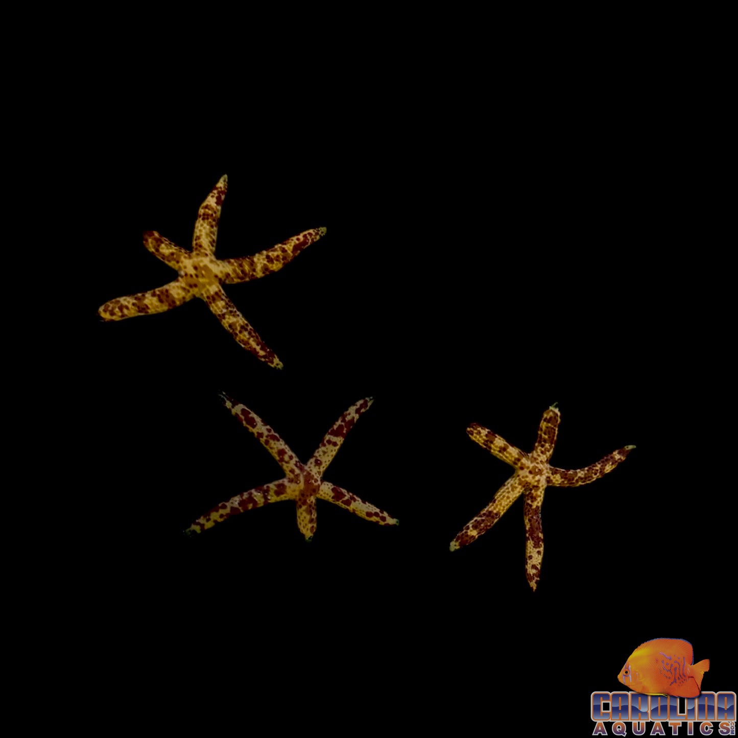 Starfish - Linkia MultiColor