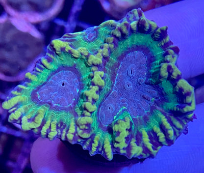 Frag - Assorted Oulophyllia